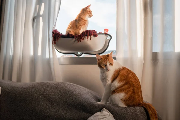 Twee Tamme Bruine Katten Bij Het Raam — Stockfoto