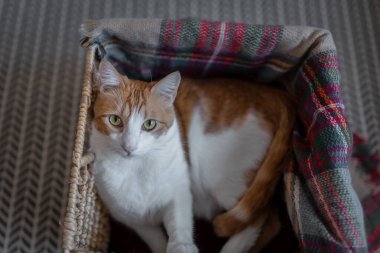 Kapat. Sarı gözlü kahverengi ve beyaz kedi sepeti içinde