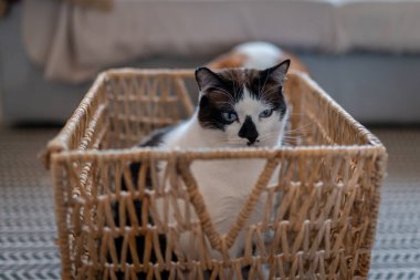 Hasır sepetin içinde mavi gözlü siyah beyaz bir kedi. Kapat.