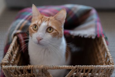 Kapat. Sarı gözlü kahverengi ve beyaz kedi sepeti içinde