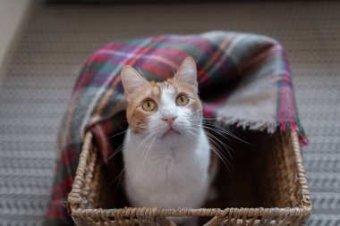 Kapat. Sarı gözlü kahverengi ve beyaz kedi sepeti içinde