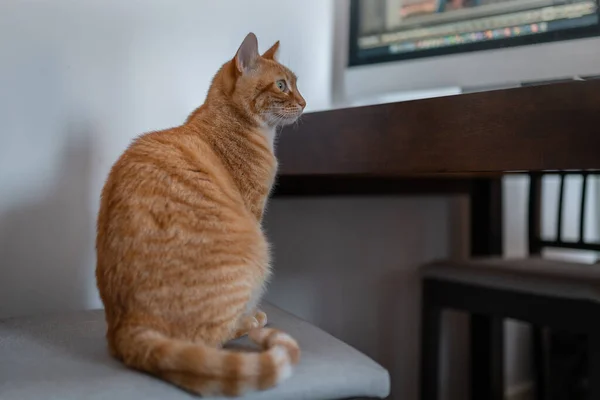 Brown Tabby Cat Green Eyes Sitting Chair Profile View — Zdjęcie stockowe