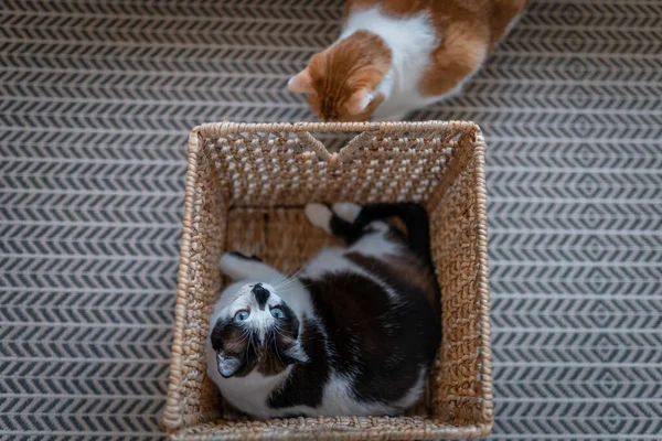 Две Домашние Кошки Играют Вместе Плетеной Корзиной — стоковое фото