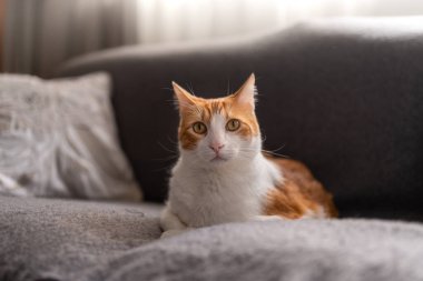 Kapat. Sarı gözlü kahverengi ve beyaz kedi gri bir kanepede yatıyor.