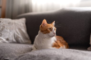 Kapat. Sarı gözlü kahverengi ve beyaz kedi gri bir kanepede yatıyor.