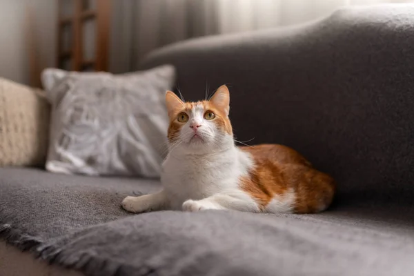 Close Brown White Cat Yellow Eyes Lying Gray Sofa — Stockfoto