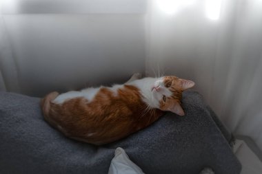 Kahverengi ve beyaz kedilerin sarı gözleri pencerenin altındaki gri koltukta uzanıyordu.