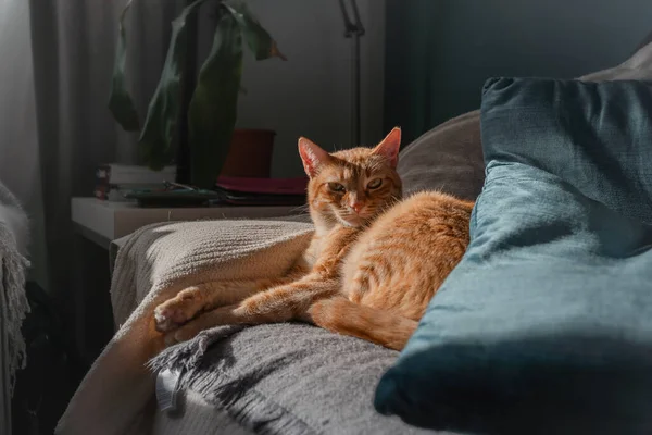 Καφέ Τιγρέ Γάτα Πράσινα Μάτια Ξαπλωμένη Καναπέ Κάτω Από Φως — Φωτογραφία Αρχείου