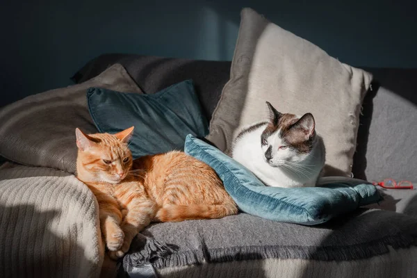 Hnědá Tabby Kočka Černobílá Kočka Ležící Pohovce Světle Okna — Stock fotografie