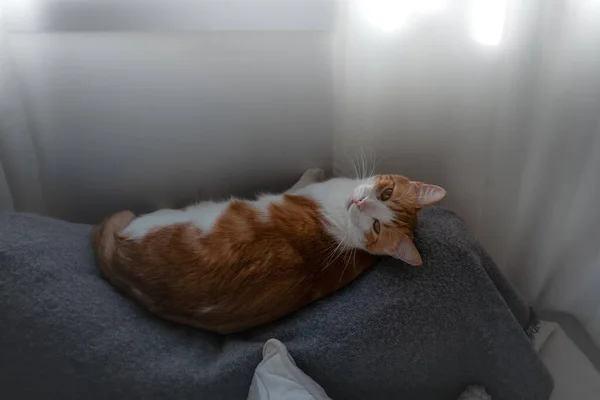 一只黄眼睛的红白相间的猫躺在窗下灰色的沙发上 — 图库照片