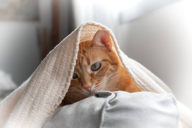 Kapat. Yeşil gözlü kahverengi tekir kedi bir battaniyeye saklanır.