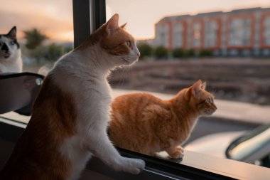  İki kahverengi kedi gün batımında pencereden dışarı bakar.