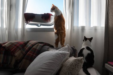 Pencere kenarındaki kanepede iki yerli beyaz kedi.