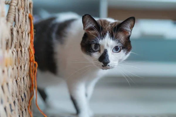 Svart Och Vit Katt Med Blå Ögon Tittar Kameran — Stockfoto