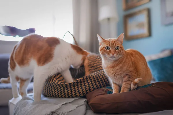Две Домашние Бурые Кошки Играют Вместе Гостиной — стоковое фото