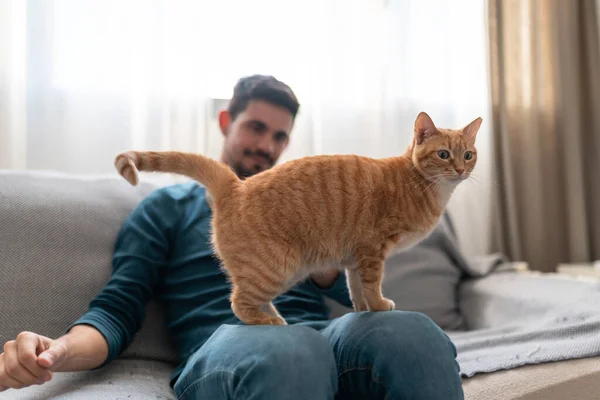 Brun Tabby Katt Med Gröna Ögon Stående Knä Ung Man — Stockfoto