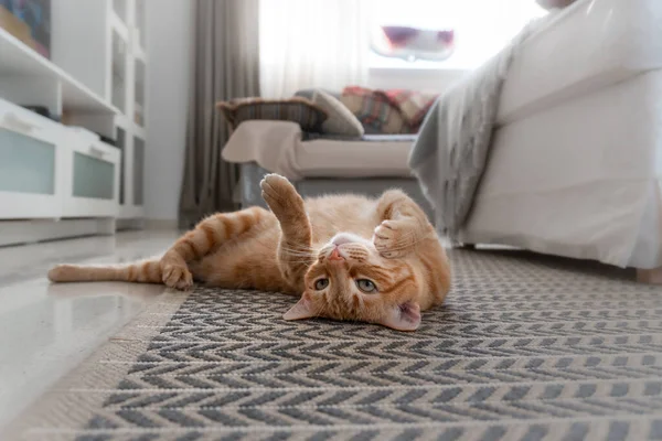 緑の目をした茶色のタビー猫がカーペットの上に横たわっています — ストック写真