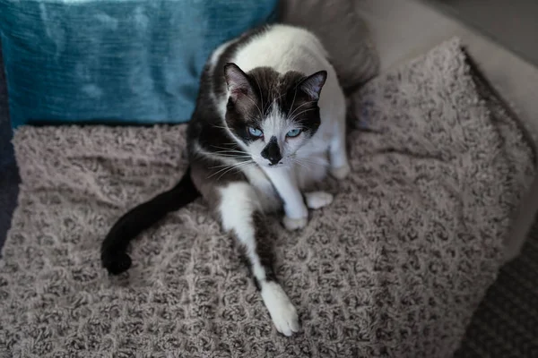 Black White Cat Blue Eyes Sitting Blanket Looks — Stock Photo, Image