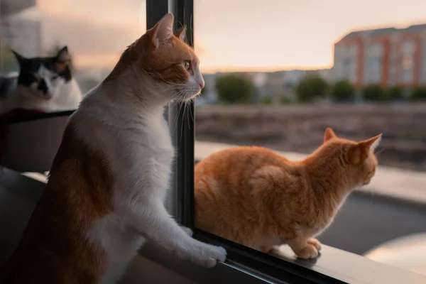 Dos Gatos Marrones Miran Afuera Desde Ventana Atardecer — Foto de Stock