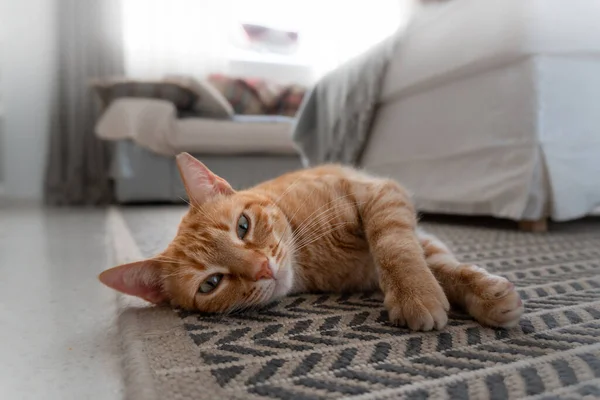 카펫에 초록색 고양이가 카메라를 봅니다 가까이 — 스톡 사진