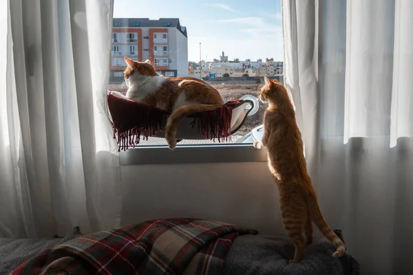 Pencere Kenarında Hamakta Oynayan Iki Kahverengi Kedi — Stok fotoğraf