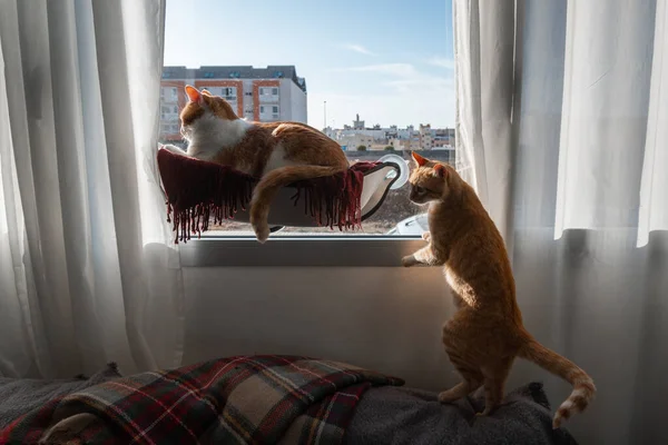 Dois Gatos Marrons Brincando Uma Rede Pela Janela — Fotografia de Stock