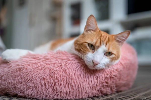 Brun Och Vit Katt Med Gula Ögon Liggande Rosa Säng — Stockfoto