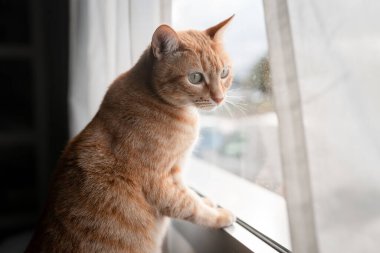 Yeşil gözlü kahverengi tekir kedi pencereden dışarı bakıyor. Kapat.