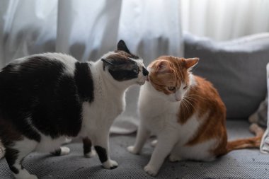 Mavi gözlü siyah beyaz kedi gri bir kanepede kahverengi ve beyaz kedinin kulağını yalıyor.