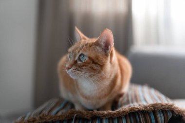 Yastığa uzanmış yeşil gözlü kahverengi tekir kedi. Kapat.