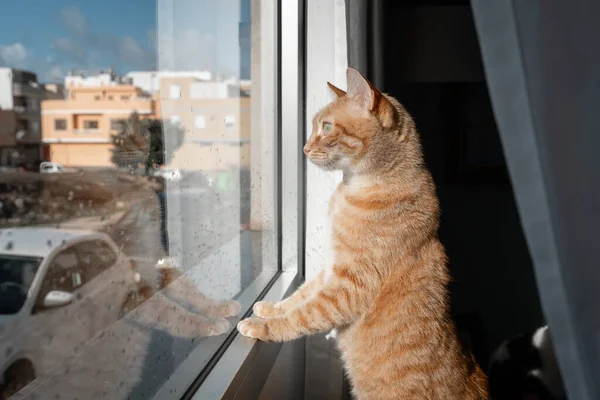 Gato Tabby Marrón Con Ojos Verdes Mira Fuera Ventana Vista — Foto de Stock