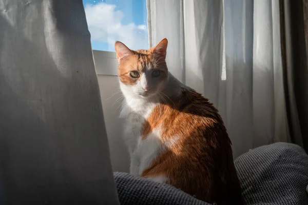 Gato Marrón Blanco Con Ojos Amarillos Sentado Sofá Debajo Ventana —  Fotos de Stock