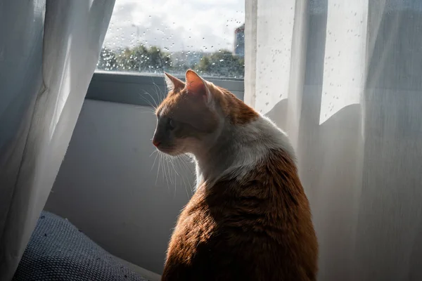 Close Brown White Cat Window Looks Back — Stock Photo, Image