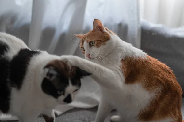 Cerca Gato Marrón Blanco Con Ojos Amarillos Juega Con Gato —  Fotos de Stock