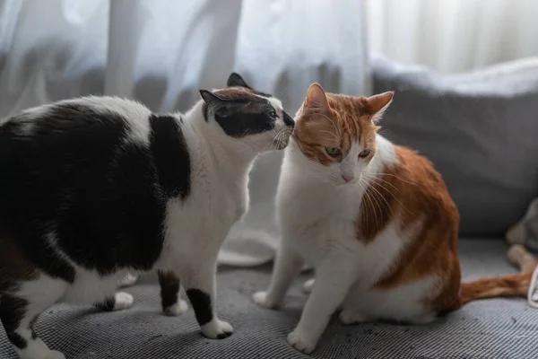 Svart Och Vit Katt Med Blå Ögon Slickar Örat Brun — Stockfoto