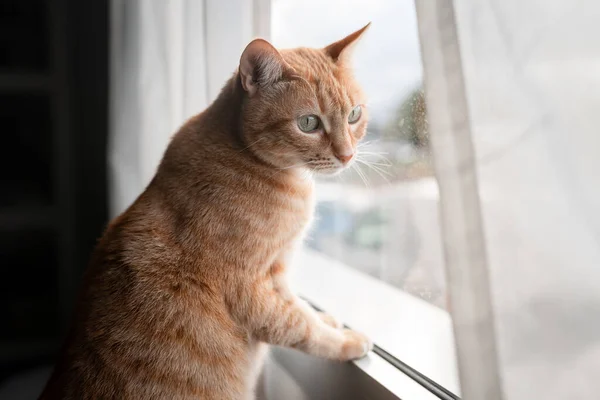 Gato Tabby Marrón Con Ojos Verdes Mira Fuera Ventana Cerca — Foto de Stock