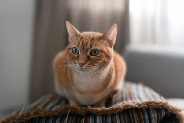 Gato Tabby Marrón Con Ojos Verdes Acostado Una Almohada Cerca —  Fotos de Stock