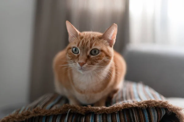 Chat Brun Tabby Aux Yeux Verts Couché Sur Oreiller Gros — Photo