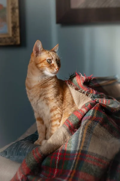 Καφέ Tabby Γάτα Πράσινα Μάτια Κάθεται Μια Πολύχρωμη Κουβέρτα Κατακόρυφη — Φωτογραφία Αρχείου