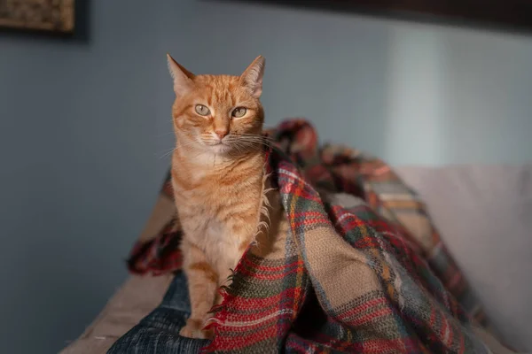 Καφέ Tabby Γάτα Πράσινα Μάτια Κάθεται Μια Πολύχρωμη Κουβέρτα — Φωτογραφία Αρχείου