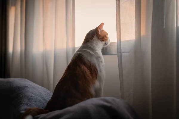 Brązowo Biały Kot Siedzący Kanapie Wyglądający Przez Okno — Zdjęcie stockowe