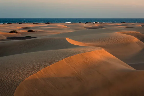  view of the dunes of maspalomas at sunset with the beach in the background . Gran Canaria. Canary Islands