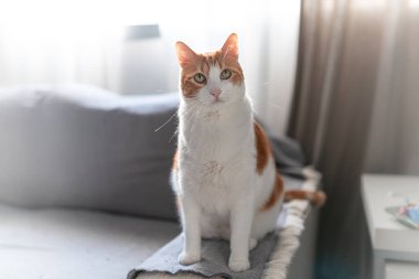 Gri bir koltukta oturan kahverengi ve beyaz gözlü kedi kameraya bakar.