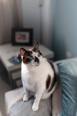 dikey kompozisyon. Kanepede oturan siyah beyaz gözlü kedi kameraya bakar.