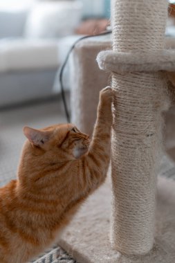 Kahverengi tekir kedisi tırmalama kulesinde tırnaklarını tırmalıyor. Kapat.