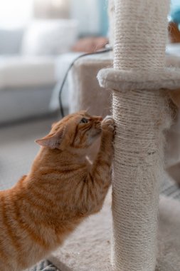 Kahverengi tekir kedisi tırmalama kulesinde tırnaklarını tırmalıyor. Kapat.
