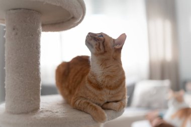 Kaşımak için yeşil gözlü kahverengi tekir kedi.