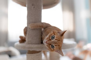 Kaşımak için yeşil gözlü kahverengi tekir kedi.