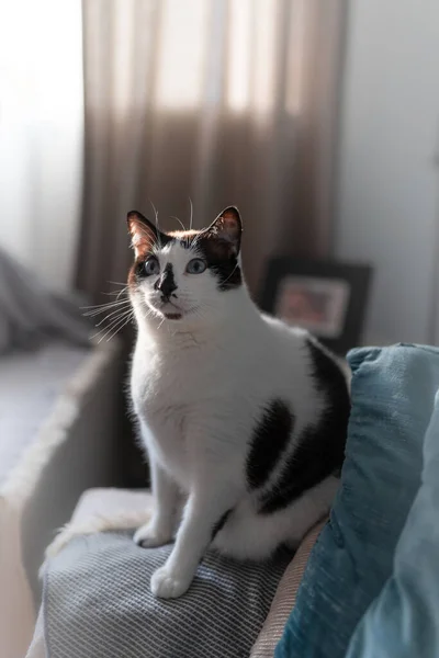Skład Pionowy Czarno Biały Kot Niebieskimi Oczami Siedzący Sofie Patrzy — Zdjęcie stockowe