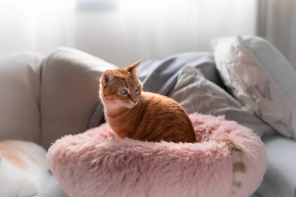 Braune Gestromte Katze Mit Grünen Augen Auf Rosa Bett Unter — Stockfoto